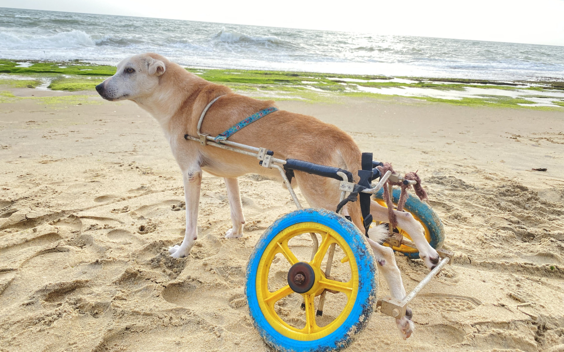 9 helping the street dogs